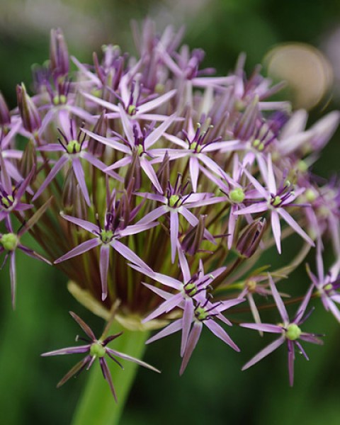 Allium Christophii.jpg